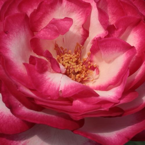 Rosa Atlas™ - trandafir cu parfum intens - Trandafir copac cu trunchi înalt - cu flori teahibrid - alb - roz - Georges Delbard - coroană dreaptă - ,-